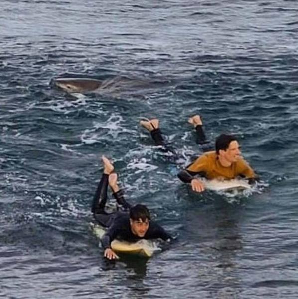 Ανατριχιαστικό βίντεο: Η στιγμή που σέρφερ έρχεται αντιμέτωπος με καρχαρία