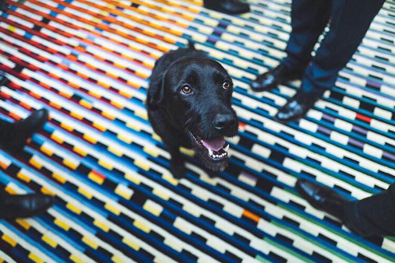 Αυτός είναι ο Νέμο, ο αδέσποτος σκύλος του Μακρόν