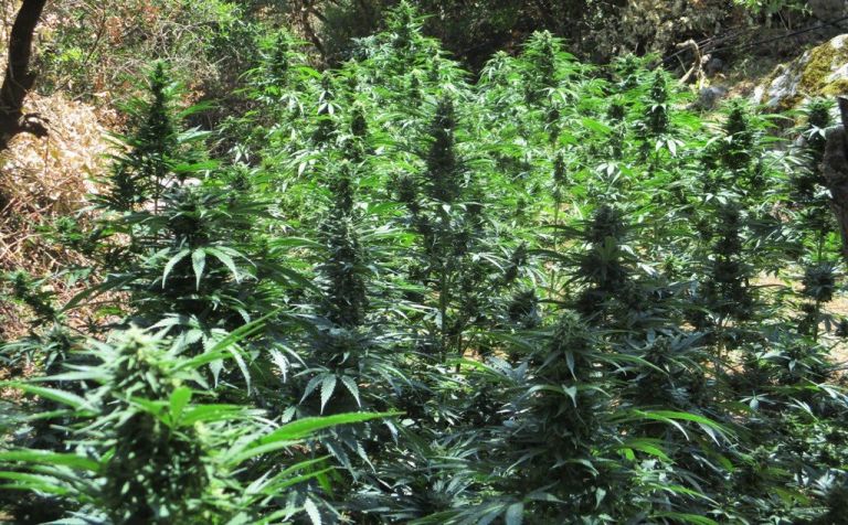 Μυλοπόταμος: Οκτώ φυτείες κάνναβης και 1.272 δένδρα εντοπίστηκαν σε μεγάλη αστυνομική επιχείρηση