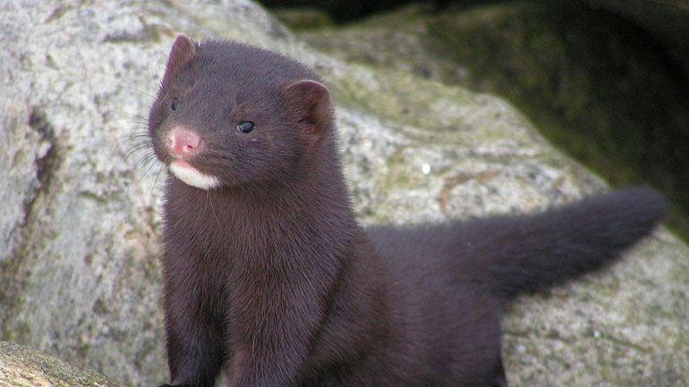 Κοροναϊός – Ολλανδία : Τη σφαγή 10.000 βιζόν σε εκτροφεία αποφάσισαν οι Αρχές