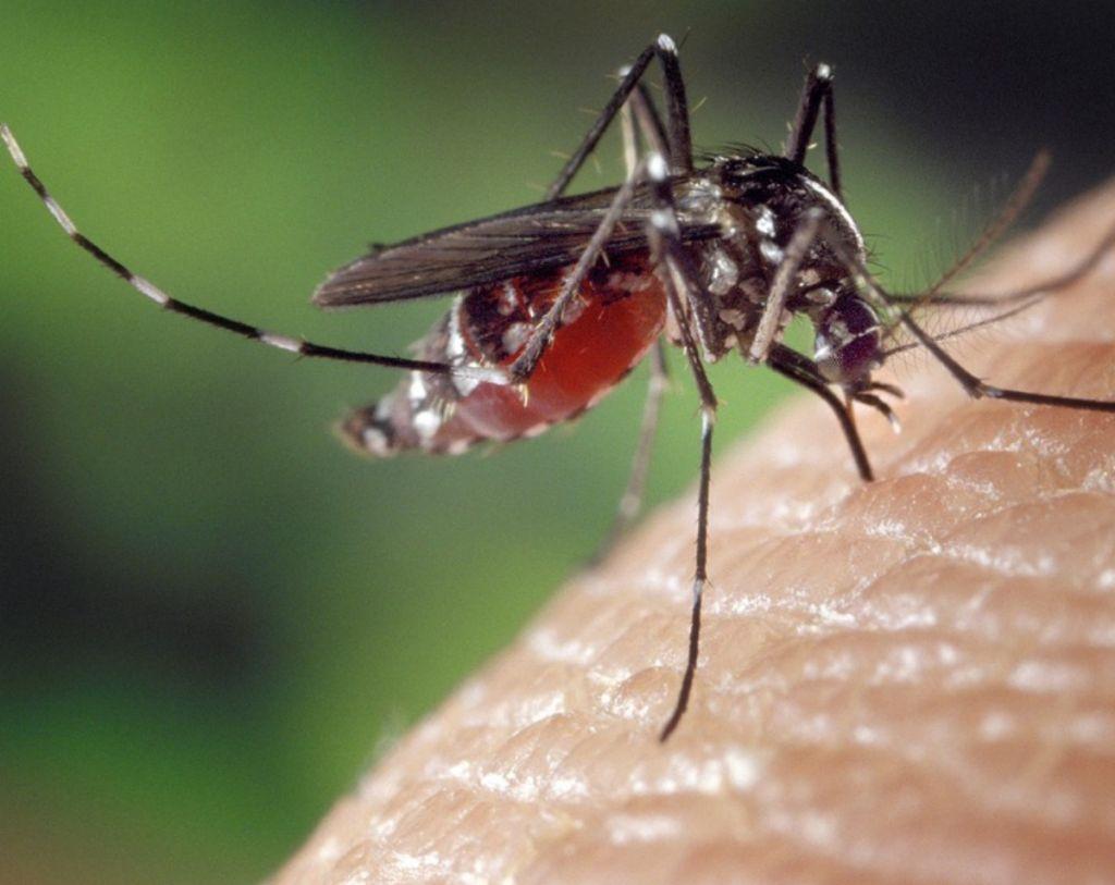 Κουνούπια : Φυσικοί τρόποι να τα διώξετε άμεσα