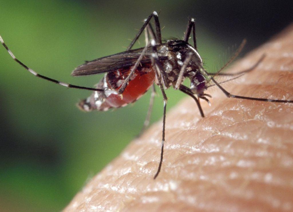Κουνούπια : Με αυτόν τον τρόπο τσιμπάνε το δέρμα σου