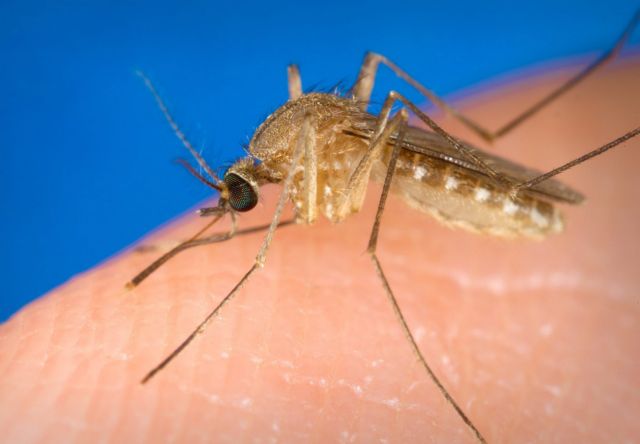 Κρήτη: Κανένα κρούσμα ελονοσίας ή ιού του Δ. Νείλου παρά τη «μάχη» με τα κουνούπια