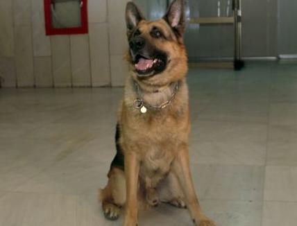 Αδιανόητο : Πρόστιμο 500 ευρώ σε καταστηματάρχη επειδή… γάβγιζε ο σκύλος του