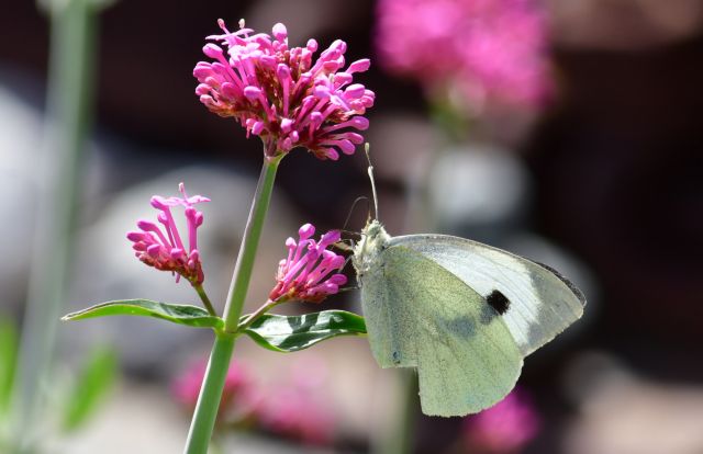 Καιρός : Πέφτει ελαφρά η θερμοκρασία τη Δευτέρα – Σε ποιες περιοχές θα βρέξει