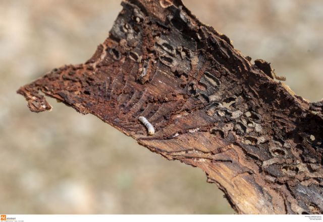 Σέιχ Σου : Φλοιοφάγο έντομο σε ρόλο… «συντηρητή» του δάσους