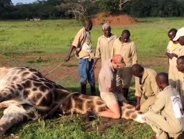 Καρέ καρέ η απίστευτη διάσωση μίας καμηλοπαρδάλης