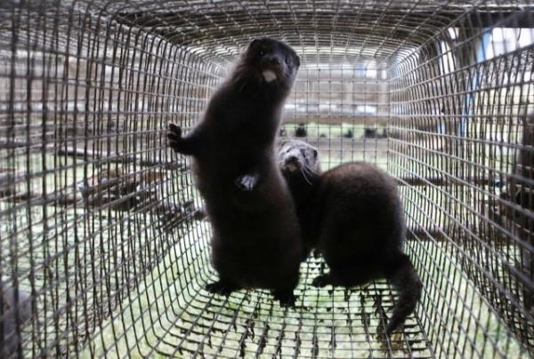 Κοροναϊός : Κρούσματα και σε μινκ της Δανίας