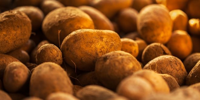 «Καταστροφικός» για τη γερμανική πατάτα ο κοροναϊός – Σε απόγνωση παραγωγοί και εταιρείες επεξεργασίας