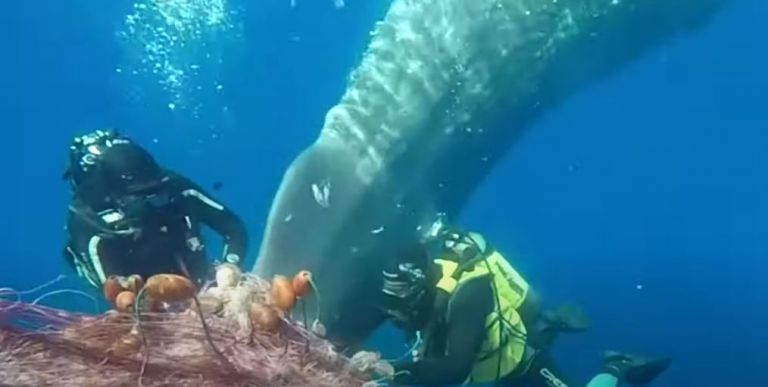 Φάλαινα μπλέχτηκε σε δίχτυα – Η στιγμή της διάσωσής της