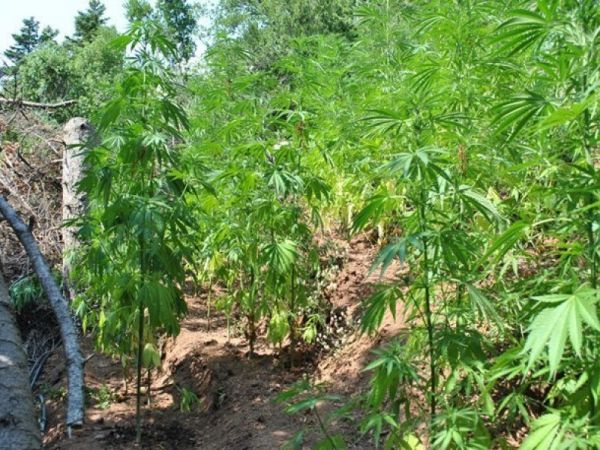 Σε εξέλιξη επιχείρηση εντοπισμού φυτειών κάνναβης στον Μυλοπόταμο