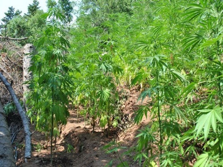 Σε εξέλιξη επιχείρηση εντοπισμού φυτειών κάνναβης στον Μυλοπόταμο