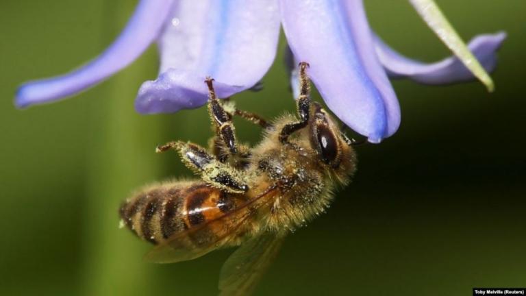 Σημαντική μείωση των εντόμων παγκοσμίως από τη χρήση εντομοκτόνων