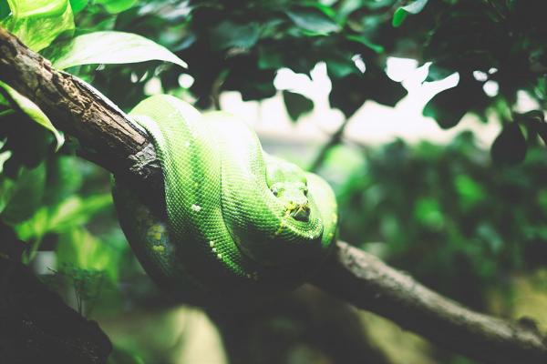 Συμβουλές για σωστή αντίδραση όταν μας… «ζώνουν τα φίδια»