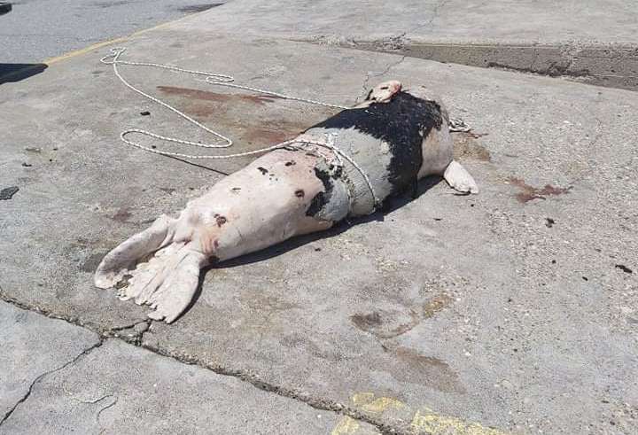 Φρίκη στην Κρήτη: Πυροβόλησαν φώκια στο κεφάλι – Σοκάρουν οι εικόνες