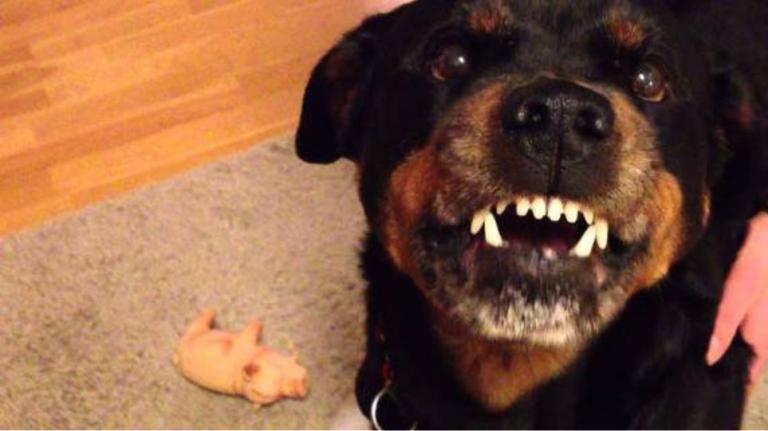 Κοζάνη : Ροτβάιλερ επιτέθηκε και δάγκωσε επτάχρονο κοριτσάκι