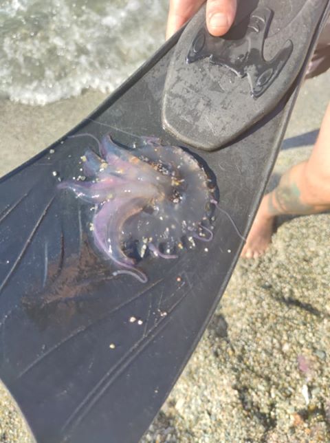 Ηράκλειο: Τσούχτρες «κατέκλυσαν» την πλαζ