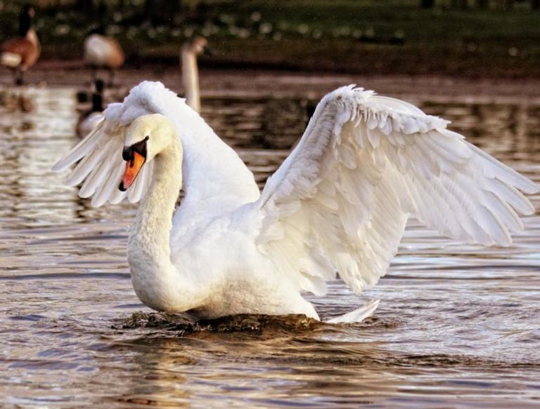 Κύκνοι «επιτίθενται» σε κοπέλα που έκανε μπάνιο στη λίμνη τους