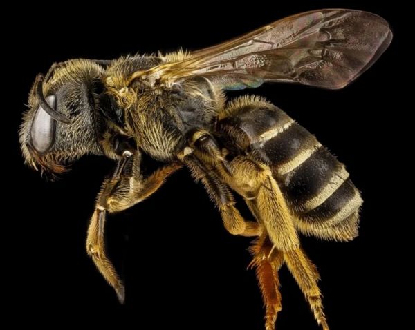 Οι κινήσεις που θα κάνεις αν σε τσιμπήσει μέλισσα ή σφήκα