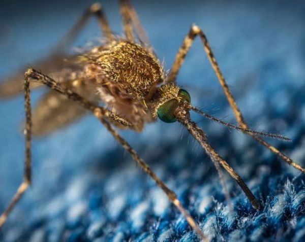 Τσίμπημα από κουνούπι : Έτσι θα το κάνετε να «εξαφανιστεί» άμεσα