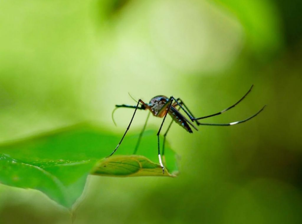 Πώς η ζάχαρη μας προστατεύει από το κουνούπι «τίγρης»