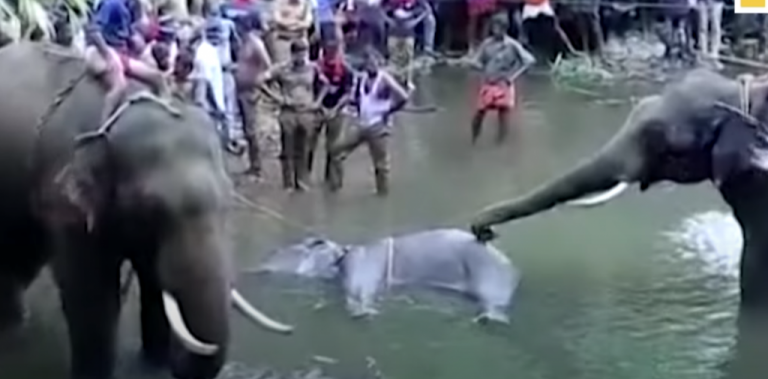 Οργή για το φρικτό θάνατο εγκύου ελεφαντίνας – Έφαγε φρούτα παγιδευμένα με κροτίδα