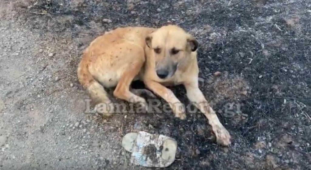 Μαρτίνο: Κάηκαν ποιμνιοστάσια – Μάχη με τις φλόγες για να σώσουν τα ζώα τους 