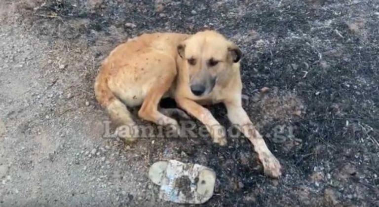 Μαρτίνο: Κάηκαν ποιμνιοστάσια – Μάχη με τις φλόγες για να σώσουν τα ζώα τους 