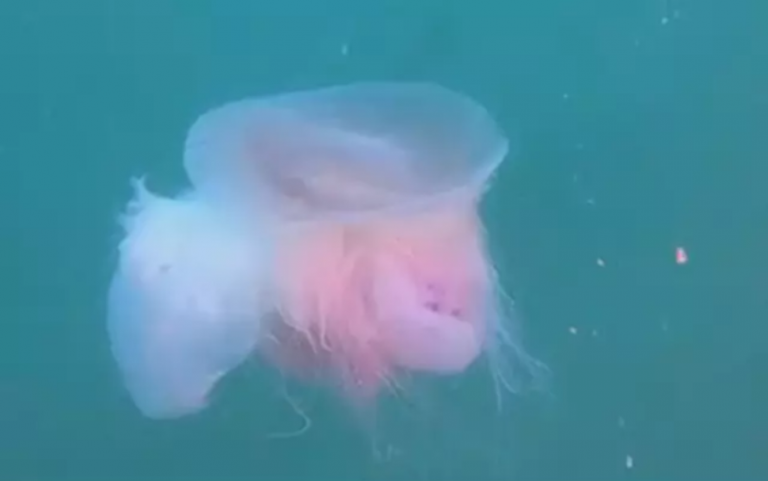 Σπάνια γιγάντια τσούχτρα εθεάθη στην Ιταλία μόλις για τέταρτη φορά στα χρονικά