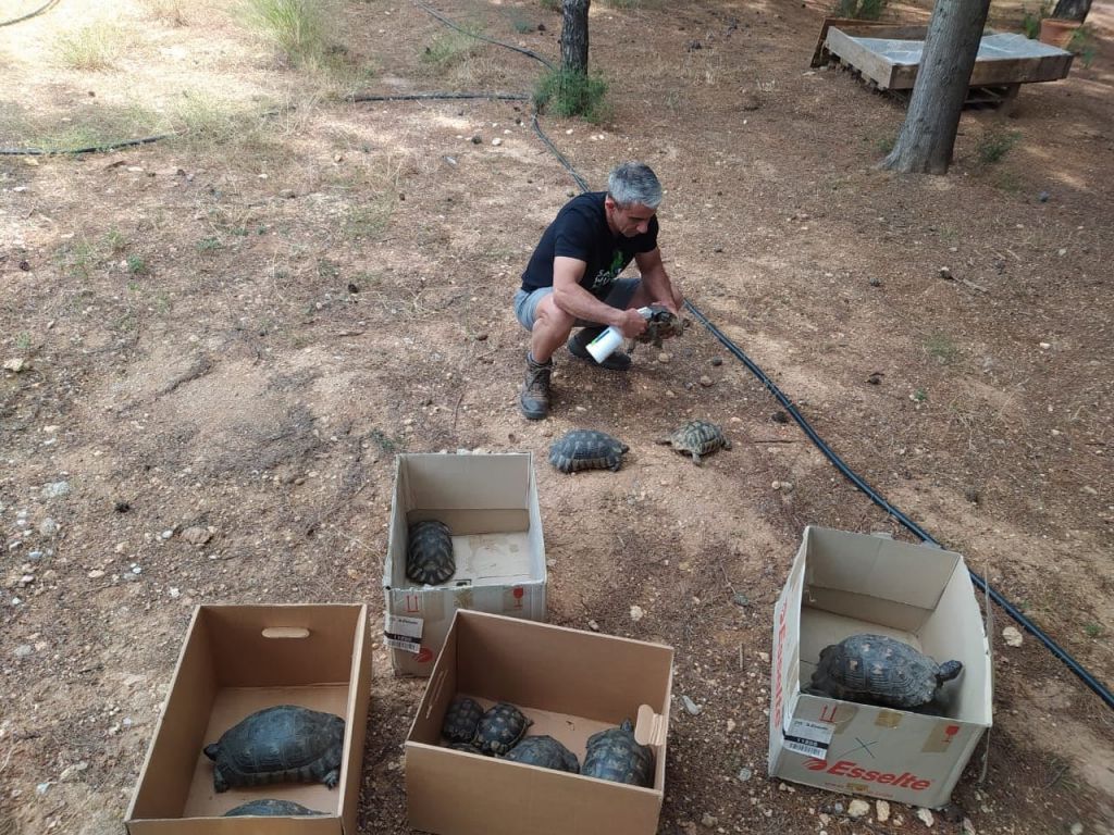 Ελληνικό : Οι τετράποδοι κάτοικοί του πρέπει να απομακρυνθούν