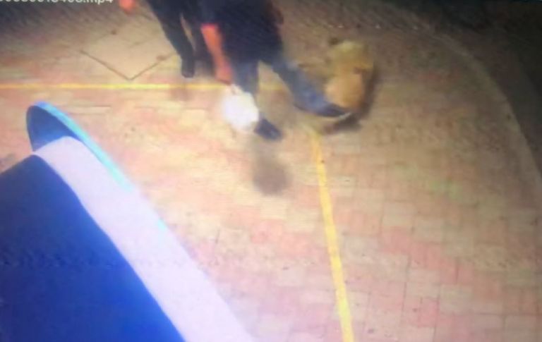 Κομοτηνή: Ασυνείδητος περαστικός κλωτσά σκύλο – Πρόστιμο 30.000 ευρώ