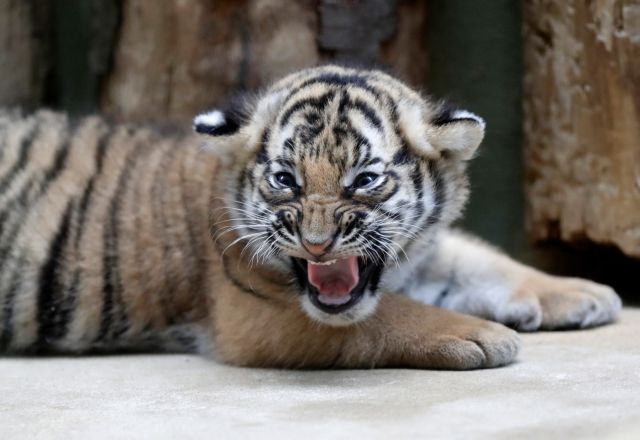 Θανάσιμος τραυματισμός φύλακα ζωολογικού κήπου από τίγρη