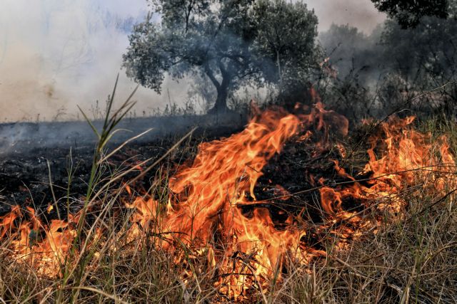 Πυρκαγιά στη Ράχη Αχαΐας - Μεγάλη κινητοποίηση της Πυροσβεστικής