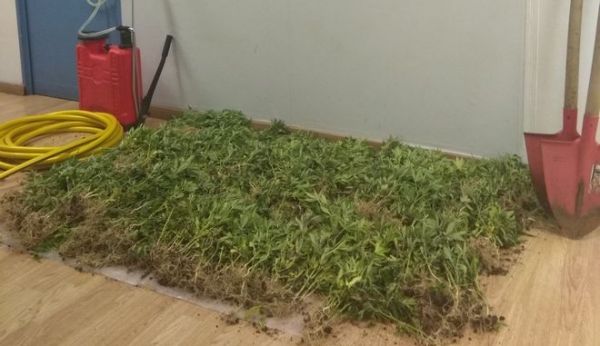 Γεράνεια Όρη: Βρέθηκαν πάνω από 1.000 δενδρύλλια κάνναβης
