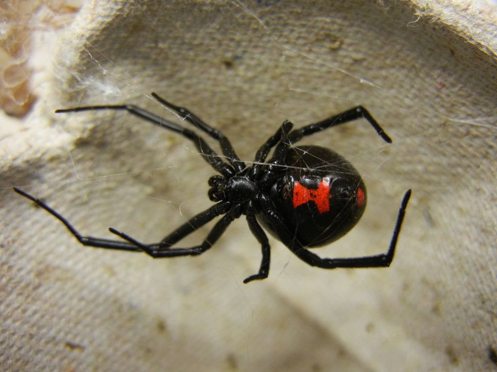 Πόσο επικίνδυνη είναι η αράχνη «μαύρη χήρα» - Γιατί ονομάστηκε έτσι