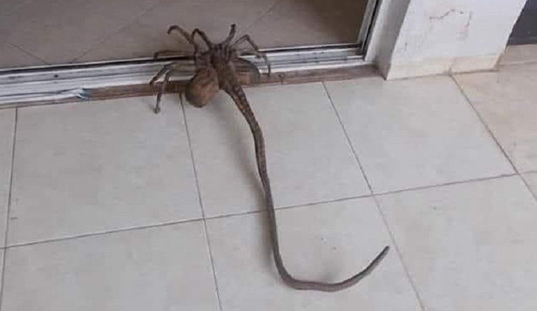 Αράχνη με… εξωγήινη εμφάνιση εντοπίστηκε στα Τρίκαλα