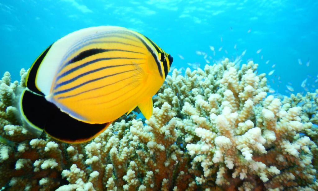Κλιματική αλλαγή: Η αντοχή των κοραλλιών της Ερυθράς Θάλασσας γεννά ελπίδες