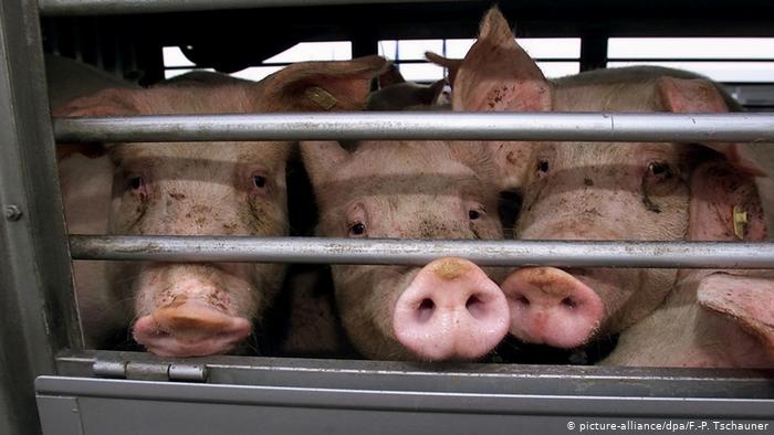 German pig farmers suffer after abattoir's closure