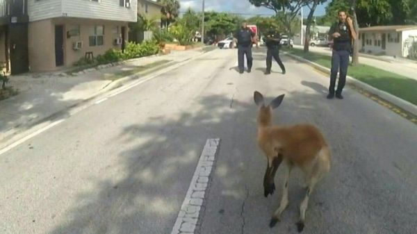 Φλόριντα: Καγκουρό κυκλοφορούσε ανάμεσα στους πολίτες