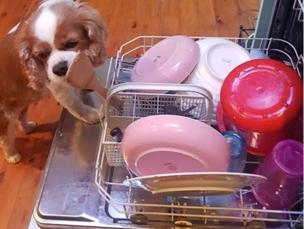 Τι συμβαίνει πραγματικά μέσα σε ένα πλυντήριο πιάτων σε λειτουργία;