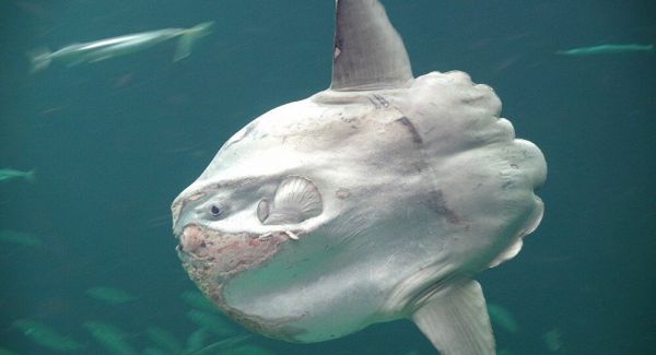 Έμοιαζε με καρχαρίας αλλά τελικά ήταν… φεγγαρόψαρο