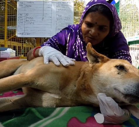 H στιγμή που ένα αδέσποτο παράλυτο σκυλάκι περπατά ξανά
