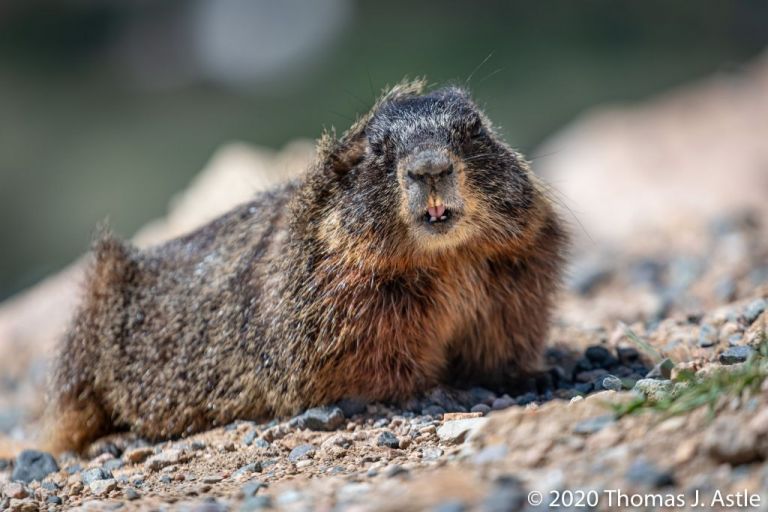 15χρονος πέθανε από βουβωνική πανώλη στη Μογγολία