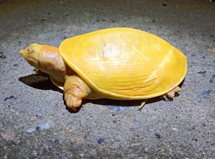 Σπάνια κίτρινη χελώνα εντοπίστηκε στην Ινδία