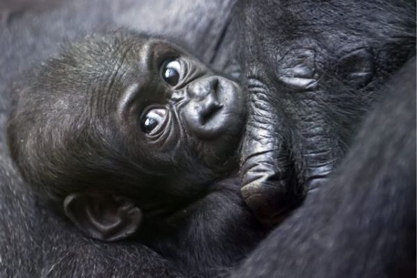 Αρσενικός γορίλλας σπεύδει να σώσει μωρό γοριλλάκι