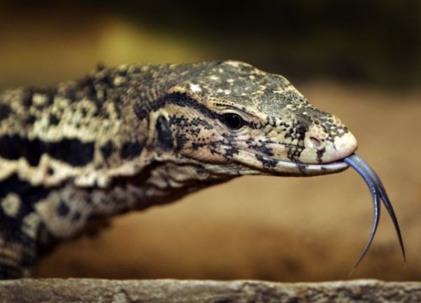 Σαύρα 70 κιλών σε σπίτι τρελαίνει το Διαδίκτυο