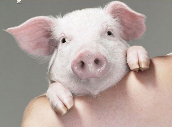 Μωρό γουρουνάκι πίνει γάλα με σύριγγα και χοροπηδά ευτυχισμένο