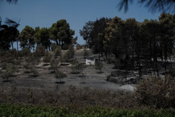 Φωτιά στις Κεχριές: Στάχτη πάνω από 32.000 στρέμματα