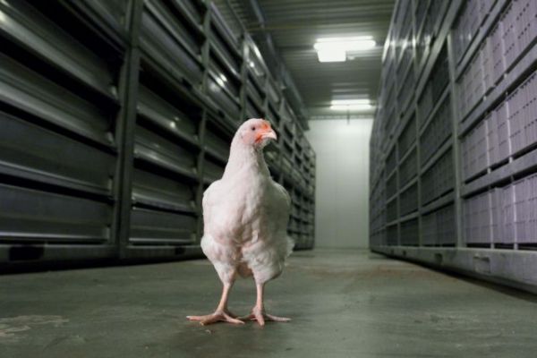 Βέλγιο : Γυναίκα νόμιζε ότι ήταν… κοτόπουλο λόγω κατάθλιψης