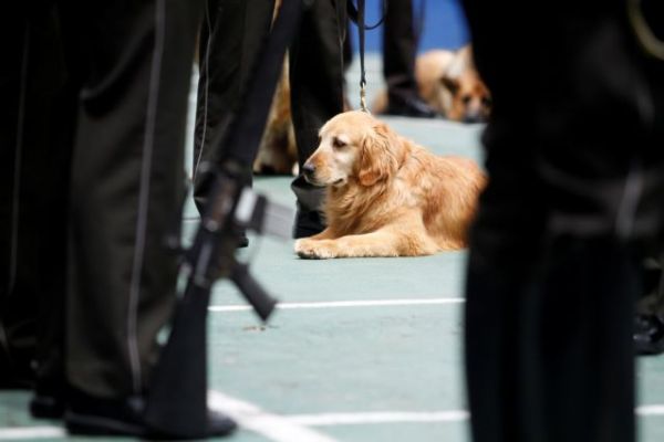 Χιλή : Εκπαιδεύουν σκύλους να… μυρίζουν τον κοροναϊό